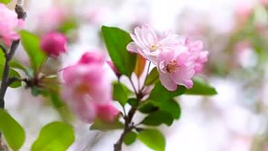 樱花唯美粉色春天视频的预览图
